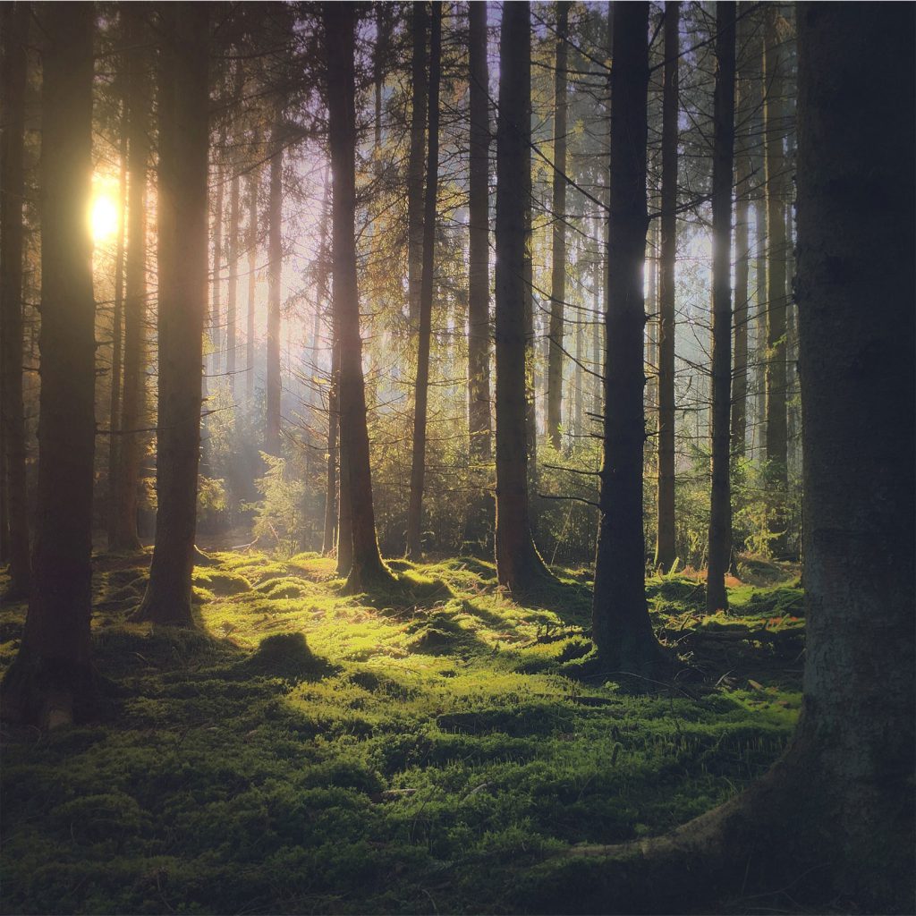 Shot on iPhone Challenge Announcement Forest big.jpg.large 2x