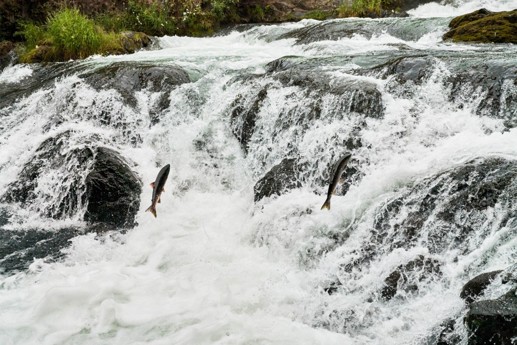 apple salmon gold pacific salmon runs 081319 big.jpg.large 2x