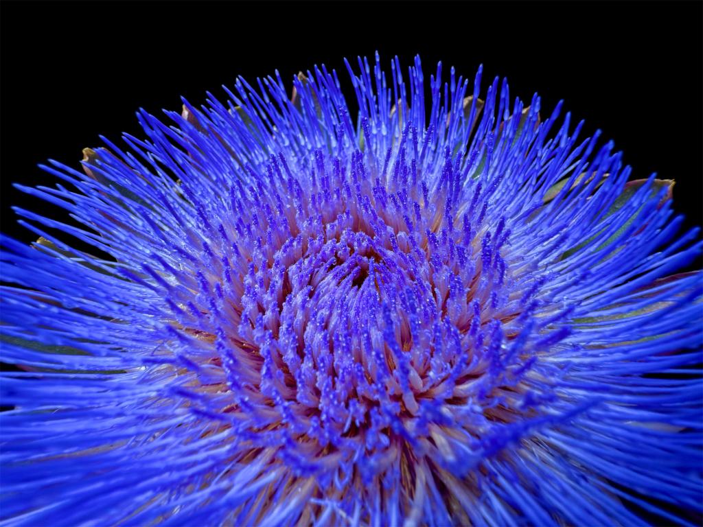 apple iphone 16 pro macro photography 240909 big.jpg.large 2x