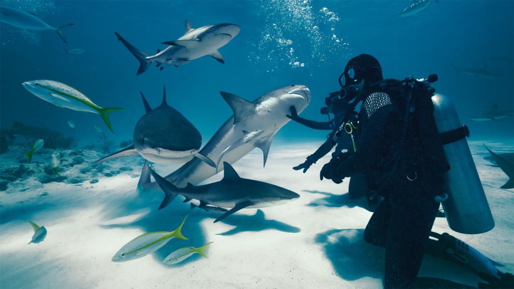 apple immersive video wild life sharks big.jpg.large 2x