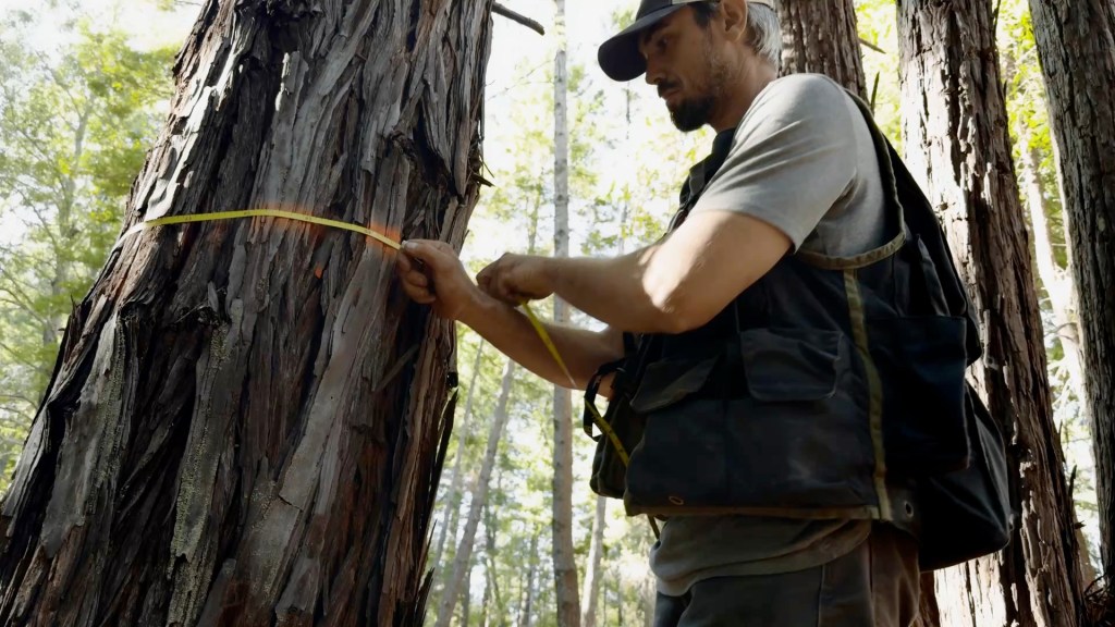 Apple, 캘리포니아의 새로운 붉은 삼나무 숲 프로젝트 착수 7 A person measuring the diameter of a redwood tree in a forest setting.