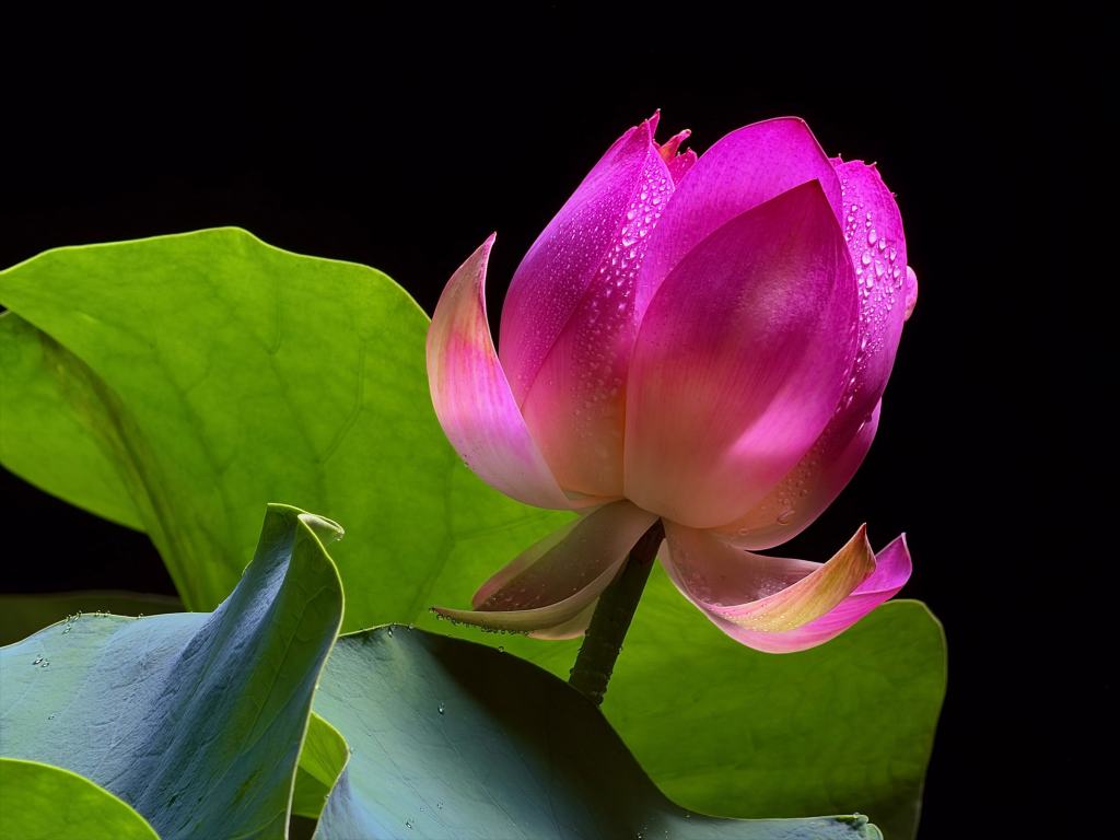 Apple, iPhone 17 Pro와 iPhone 17 Pro Max 발표 9 피부에 물이 맺혀 있는 화려한 핑크색 연꽃과 그 주변의 녹색 잎사귀가 어우러진 이미지.